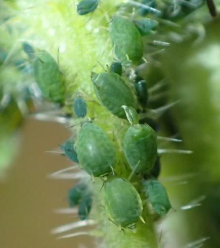 Réf. 229 844 : Aphis urticata